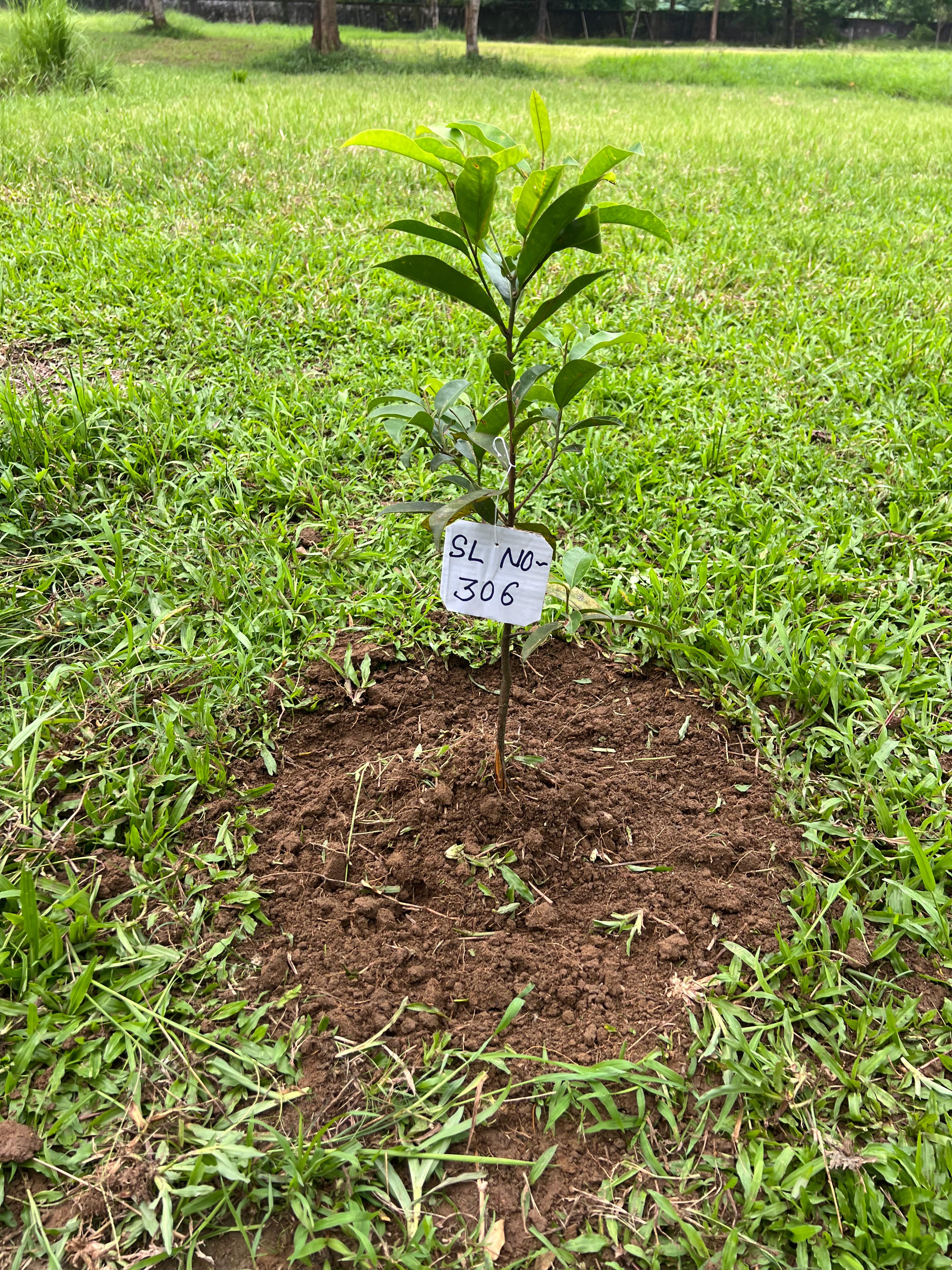Image size