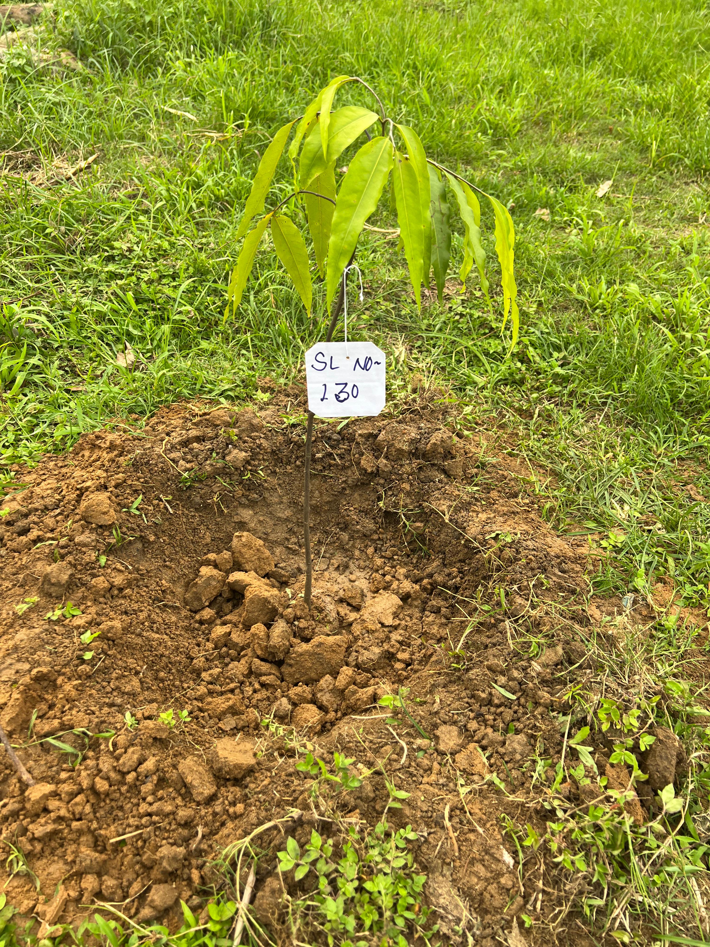 Image size
